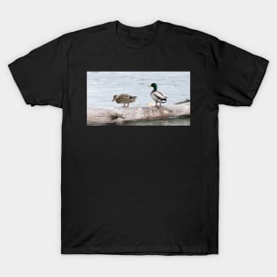 Mallard Duck Mates T-Shirt